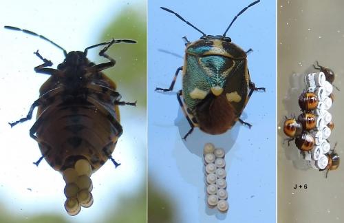 Eurydema oleracea